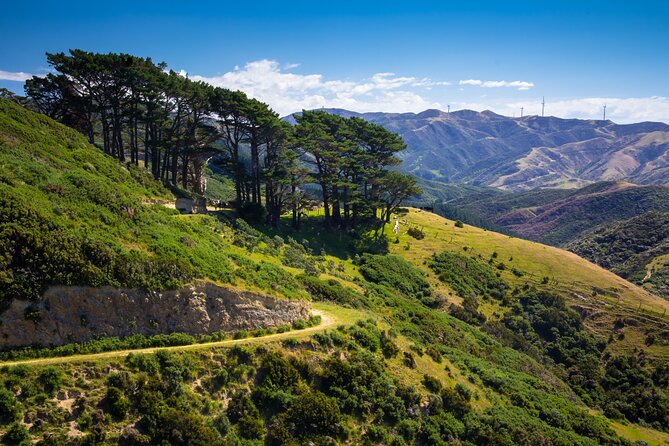 Wellington: Wild Skyline Guided Hiking Tour, Transfers + Lunch - Lunch, snacks, water, and the useful little extras