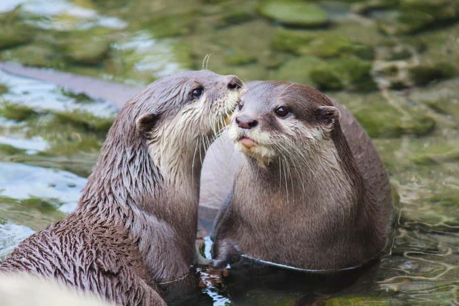Wellington Zoo General Entry Tickets - Key points to know before you go