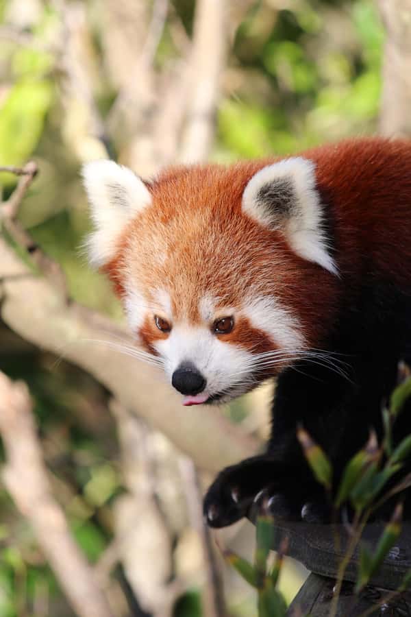 Wellington Zoo General Entry Tickets - What your $20 ticket actually gives you