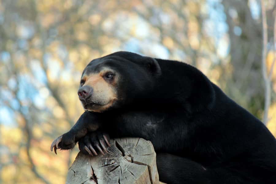 Wellington Zoo General Entry Tickets - Conservation is part of the admission