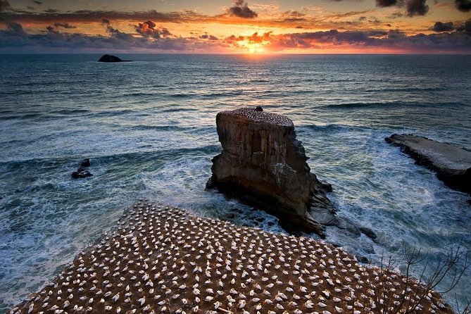 West Coast Discovery - Piha Beach or Muriwai Beach from Auckland - Auckland’s Wild West Coast in Half a Day