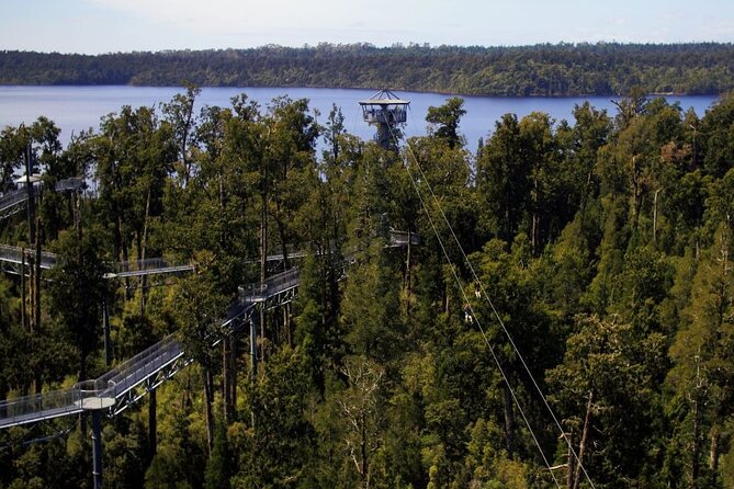 West Coast Tower Zipline & Treetop Walk Combo - Climbing 106 steps to the tower