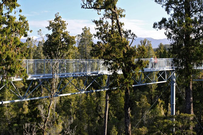 West Coast Treetop Walk - Key points to know before you go