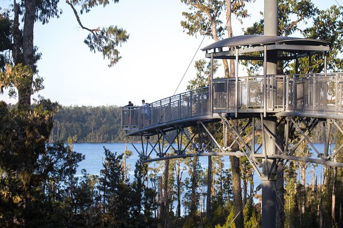 West Coast Treetop Walk - Adding the 47-metre zipline