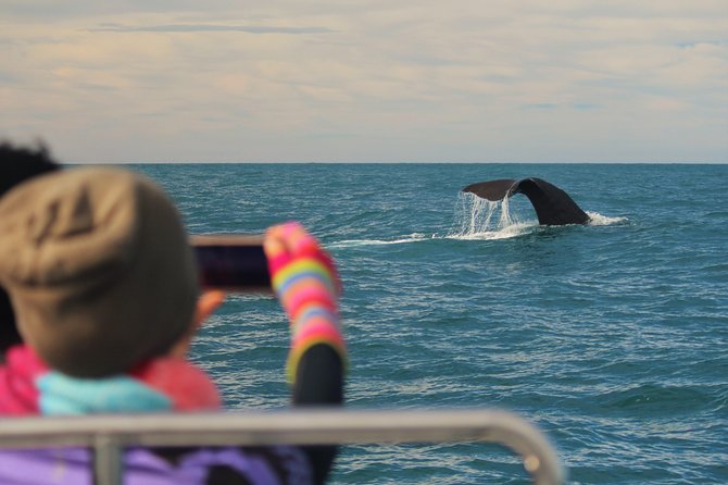 Whale Watching in Kaikoura by Boat - Inside the modern catamaran