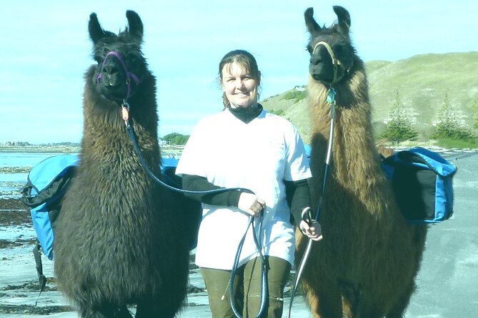 Whale Watching in Kaikoura by Boat - Meeting a sperm whale in open water