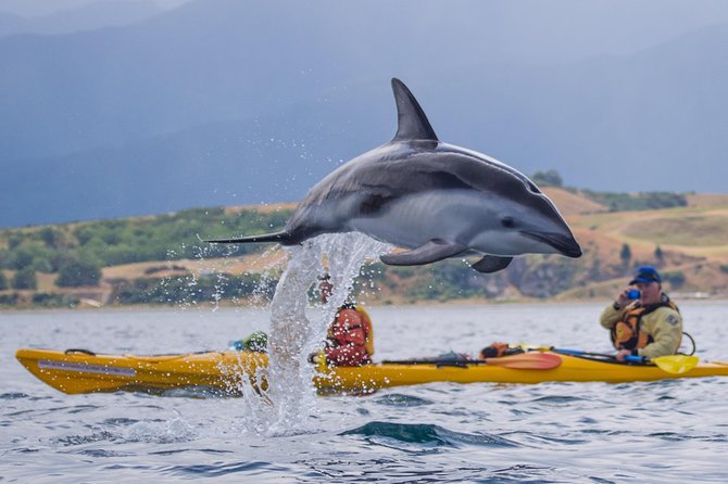 Whale Watching in Kaikoura by Boat - Sea sickness: take the warning seriously