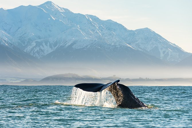 Whale Watching in Kaikoura by Boat - What happens at Whaleway Station