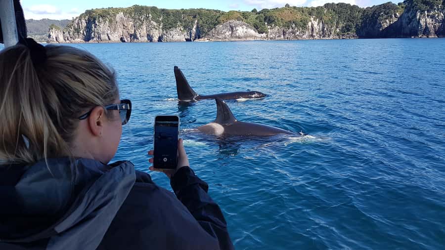 Whitianga: 2-Hour Cathedral Cove and Volcanic Coast Cruise - Key points about this Whitianga cruise