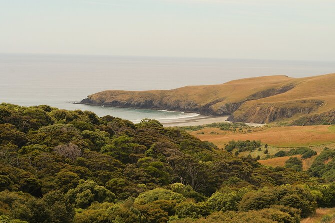 Wildlife and Penguin Tour - How much wildlife can you expect?