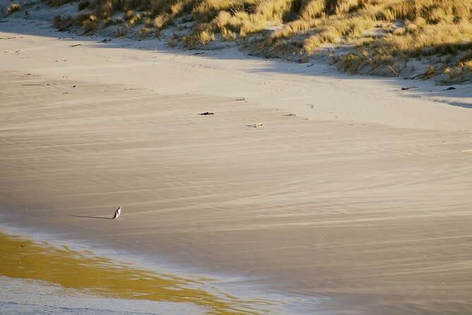 Wildlife and Penguin Tour - Part one: A theatre introduction to conservation