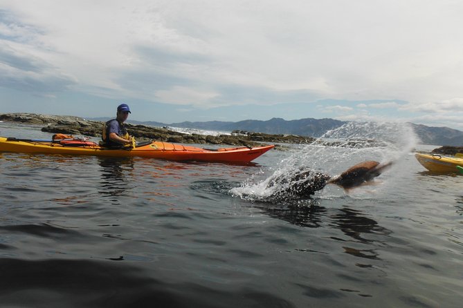 Wildlife Sea Kayaking Tour - Kaikoura - Stop two: the Peninsula Seal Colony