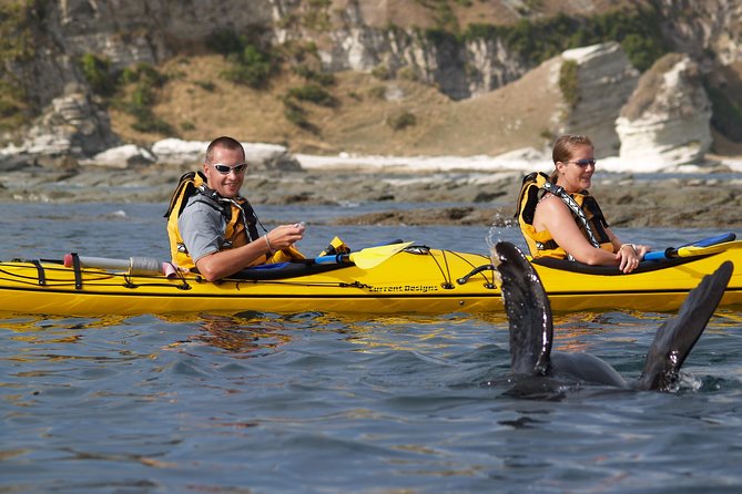 Wildlife Sea Kayaking Tour - Kaikoura - Dolphins, penguins, and seabirds