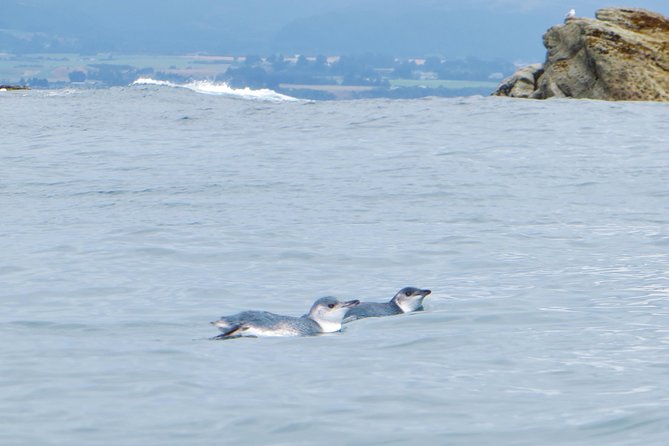 Wildlife Sea Kayaking Tour - Kaikoura - Guides who make the difference