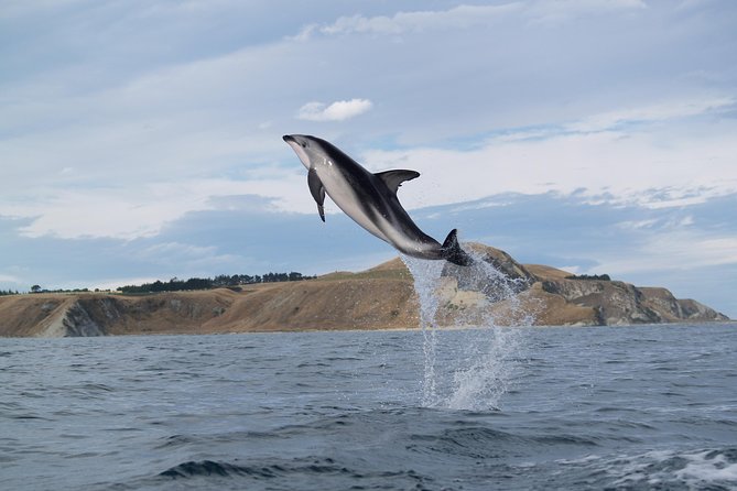 Wildlife Sea Kayaking Tour - Kaikoura - Weather, waves, and what to wear