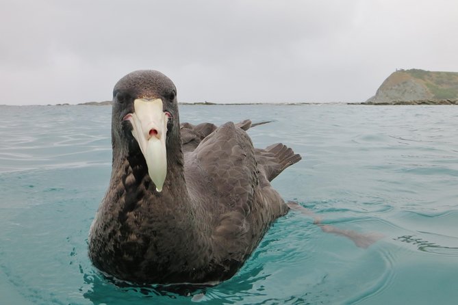 Wildlife Sea Kayaking Tour - Kaikoura - Is $99.29 good value?