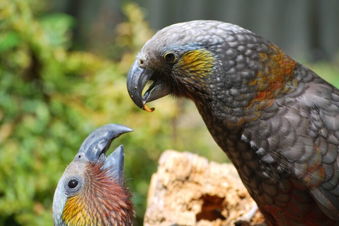 Willowbank Wildlife Reserve Day Entry - How long to stay, and when to visit