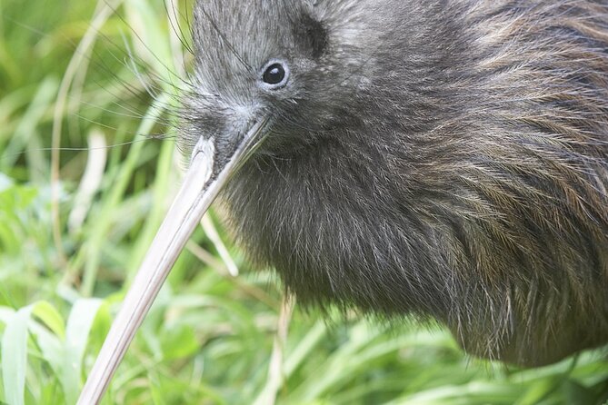 Willowbank Wildlife Reserve Day Entry - Price, food, transport, and practical value