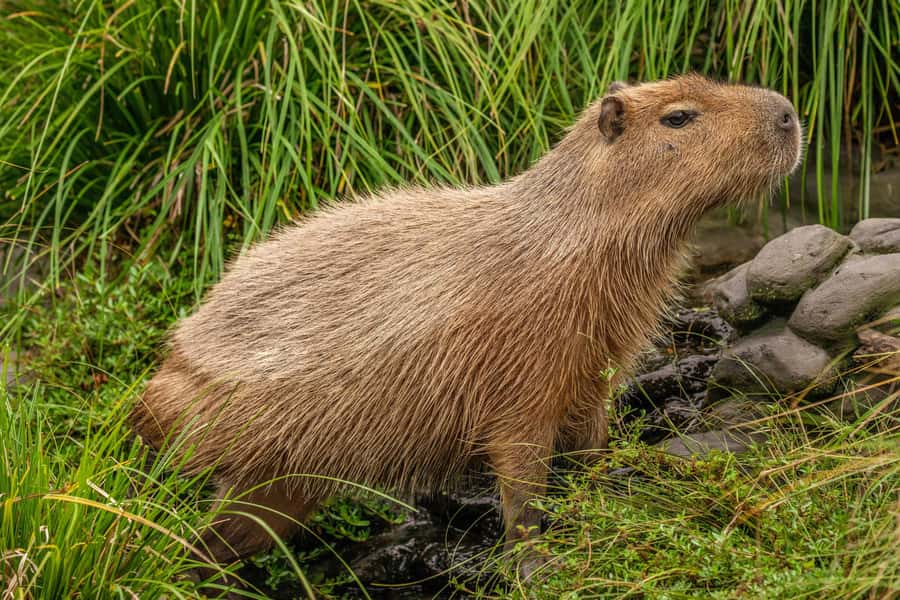 Willowbank Wildlife Reserve Day Entry Ticket - Why Willowbank Works So Well Near Christchurch