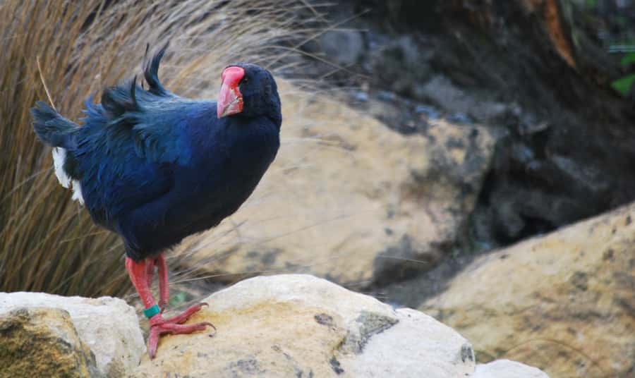 Willowbank Wildlife Reserve Day Entry Ticket - Meet the Big 5 of New Zealand Wildlife