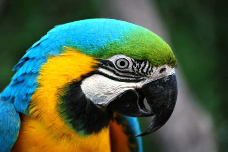 Willowbank Wildlife Reserve Day Entry Ticket - A Walk That Mixes Wildlife and Farm Life