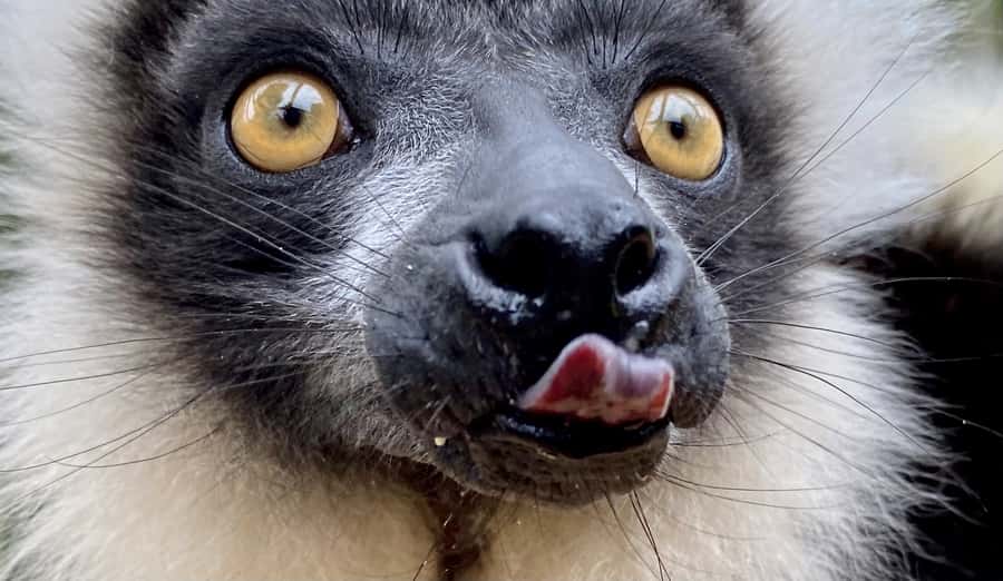 Willowbank Wildlife Reserve Day Entry Ticket - Allow Four Hours, But Plan Around Your Priorities