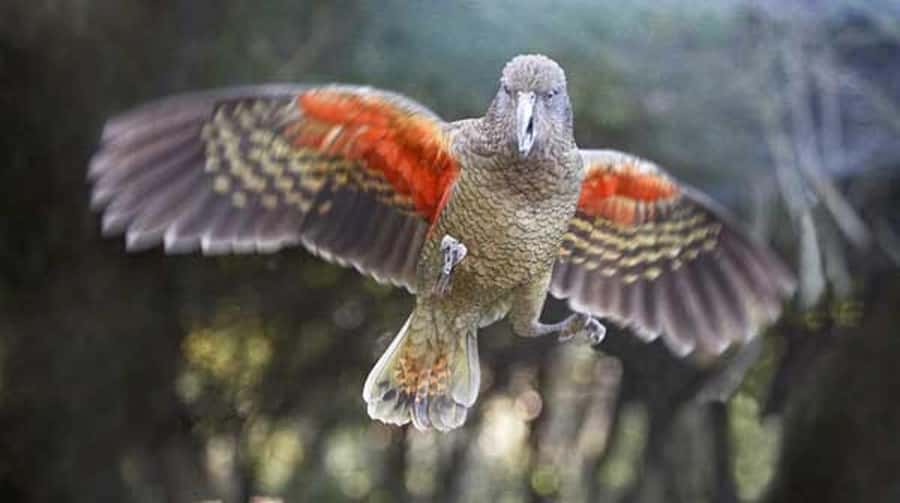 Willowbank Wildlife Reserve Day Entry Ticket - Take a Break at the Cafe and Bar