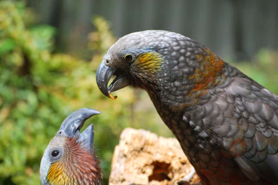Willowbank Wildlife Reserve Day Entry Ticket - Is $21 a Good Price?