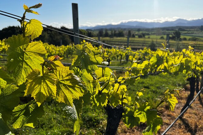 Wine Exposed Nelson Winery Tour - Why this six-hour Nelson wine tour works well