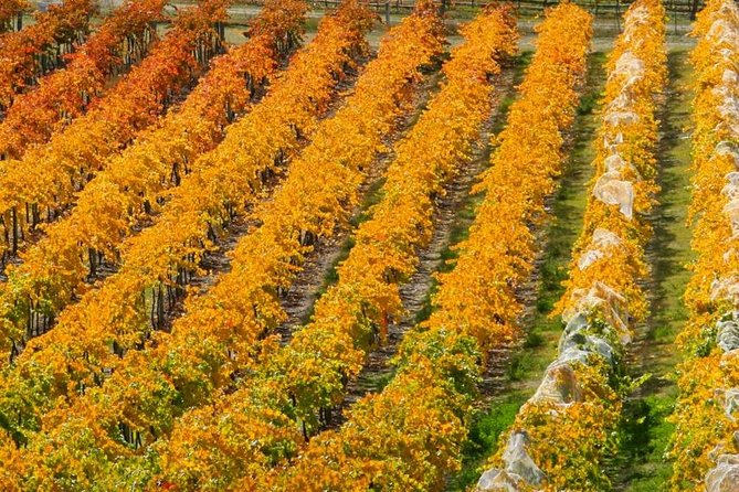 Wine Tour with Wine Tasting from Wanaka - The 1 pm pickup and ride from Wanaka