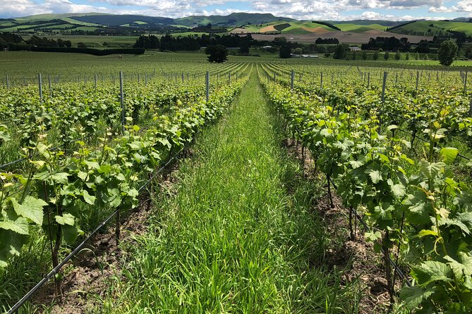 Wine trail and Christchurch City - Luxury, Small Group Tour - A small group changes the feel of the day