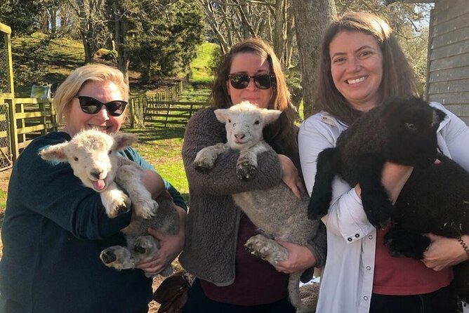 Wool Sheep Farm Experience with Handmade Wool Hat in New Zealand - Feeding chickens, ducks, sheep, and larger farm animals