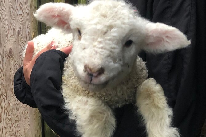Wool Sheep Farm Experience with Handmade Wool Hat in New Zealand - Rain, animals, and the need for a little flexibility