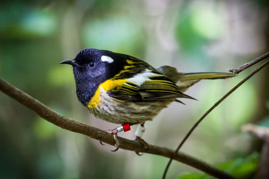 Zealandia by Day Tour - Is $41 good value?