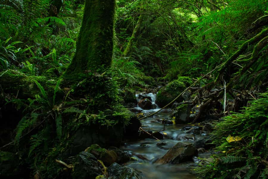Zealandia by Day Tour - The tuatara moment