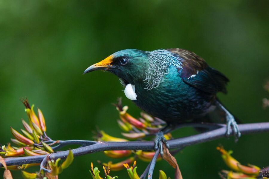 Zealandia by Day Tour - Why a guide adds real value
