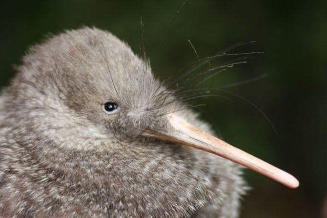 Zealandia Small Group Eco Wildlife Night Tour - From daylight into the Sanctuary Valley