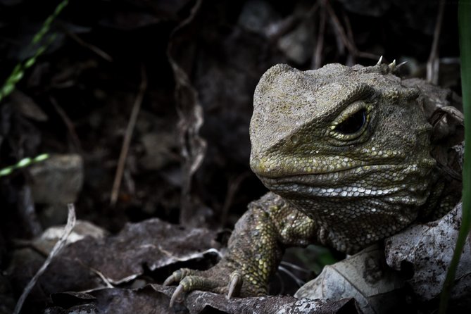 Zealandia Small Group Eco Wildlife Night Tour - The guides make or break the evening