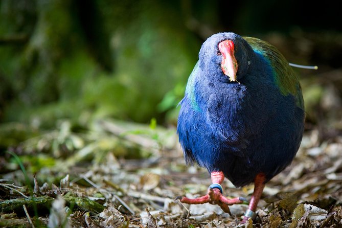 Zealandia - Twilight Guided Eco Wildlife Tour - Key points to know before booking