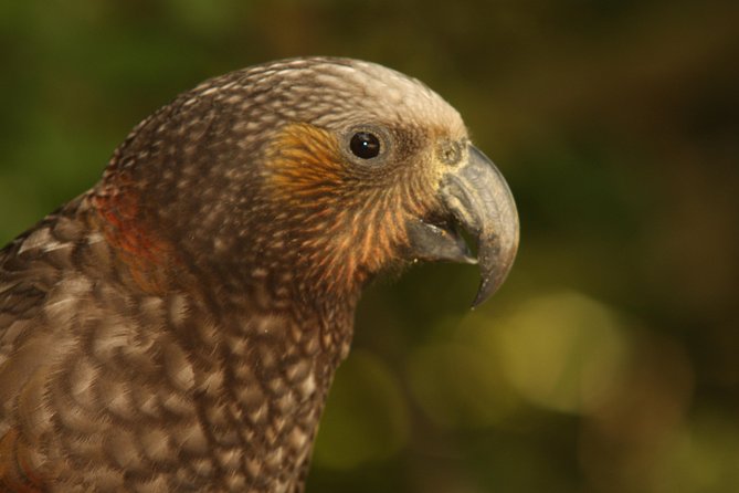 Zealandia - Twilight Guided Eco Wildlife Tour - What the $68.26 price really includes